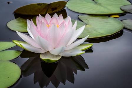Fascinating Facts About the Lotus Flower