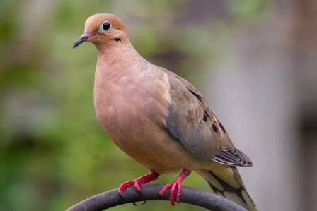 Mourning Dove (Zenaida macroura): Ecology, Behavior, and Conservation