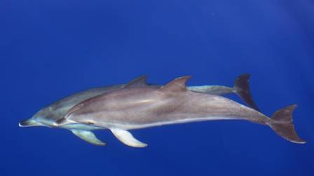 Common Dolphin (Delphinus delphis)