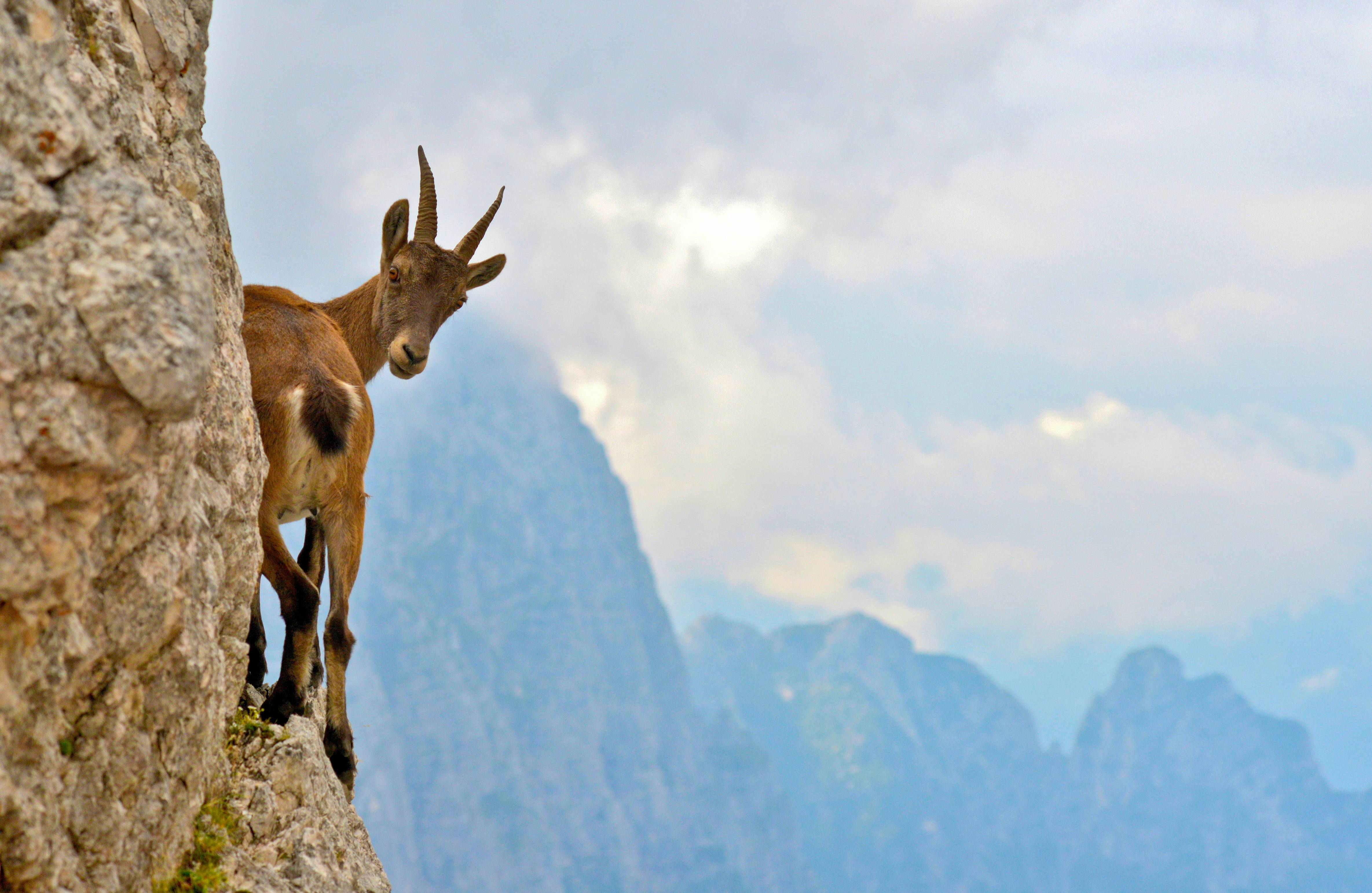 brown deer on rocky mountain during daytime