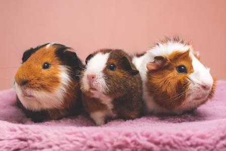 Thirteen Intriguing Insights Into the World of Guinea Pigs