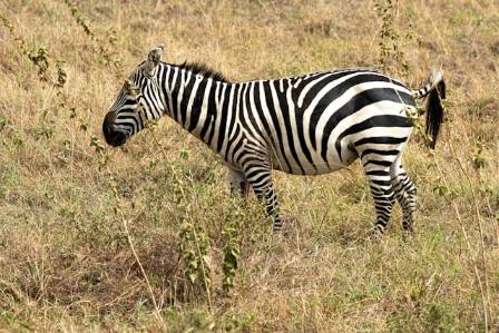 The Polka-Dotted Wonder of Maasai Mara: Nature’s Extraordinary Zebra