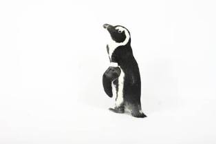 Easy Watercolor Penguins for Beginners