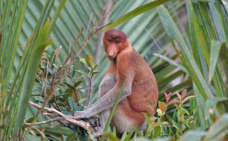 10 Captivating Facts About Proboscis Monkeys