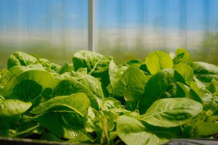 8 Amazing Benefits of Eating Leafy Greens