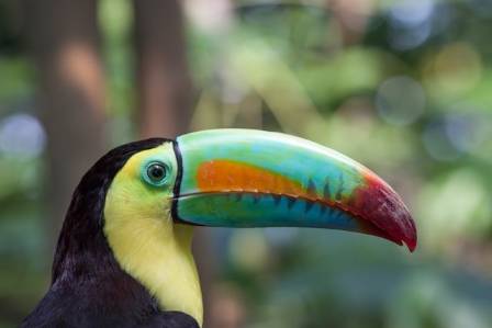 The Bird with the Rainbow Beak and Its Vibrant World