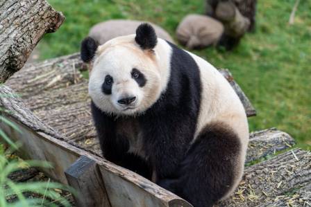The 10 Most Adorable & Surprising Facts About Giant Pandas