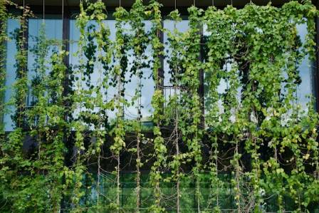 5 Tips to Create a Beautiful and Functional Plant Wall