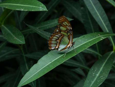 Butterfly Wonders: Insights from London Zoo