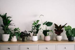 The Advantages of Indoor Plants for Your Home