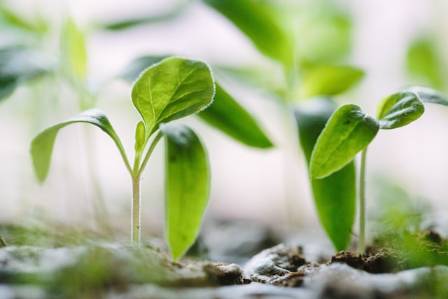 Discovering the Joy of Home Sprouting