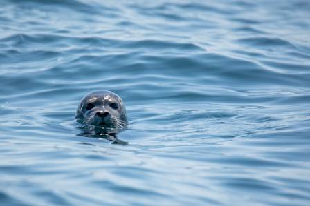 Fascinating Seal Facts