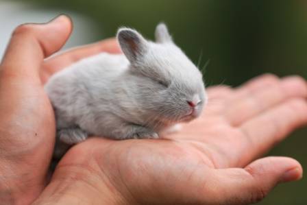 Surprising Insights Into the Secret World of Rabbits