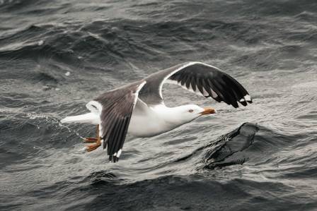 The Most Insightful Look at the American Herring Gull