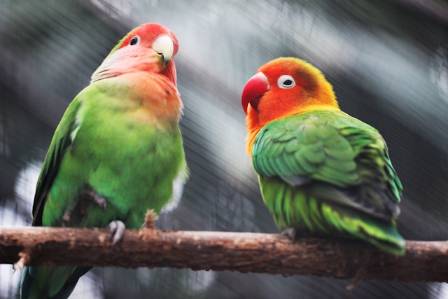 Exploring the Remarkable Parrots
