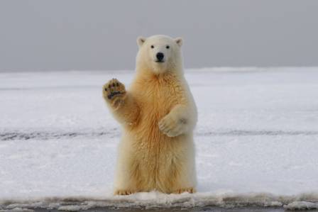 5 Fascinating Facts About Polar Bears