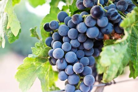 Grapes in the Global Kitchen: Balancing Heat, Heritage, and Fresh Flavor