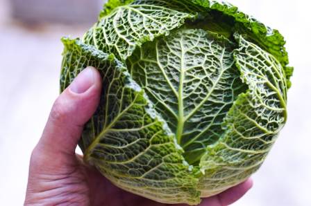 10 Savoy Cabbage Recipes You Need to Try