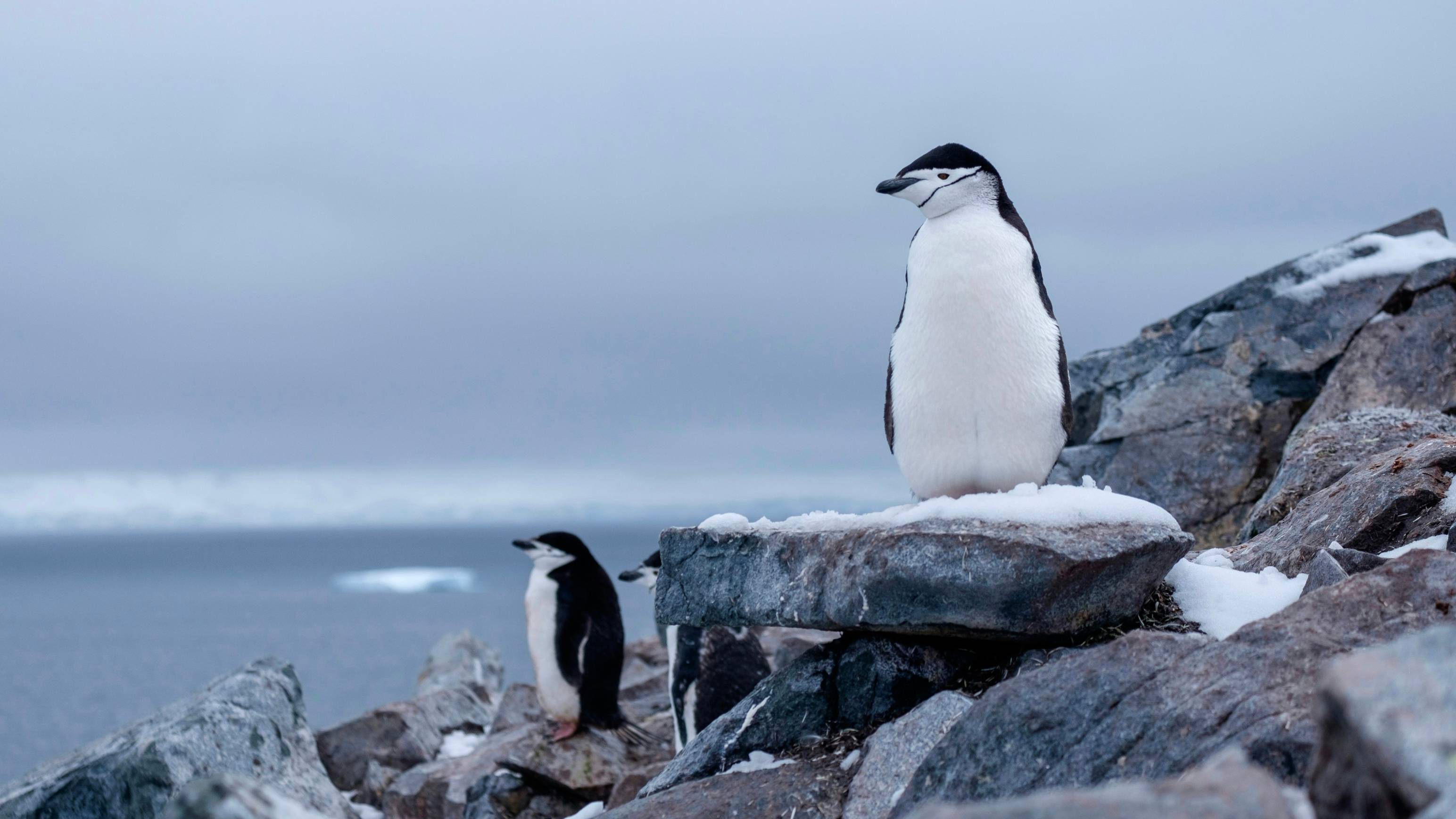 white-and-black penguins on rocks