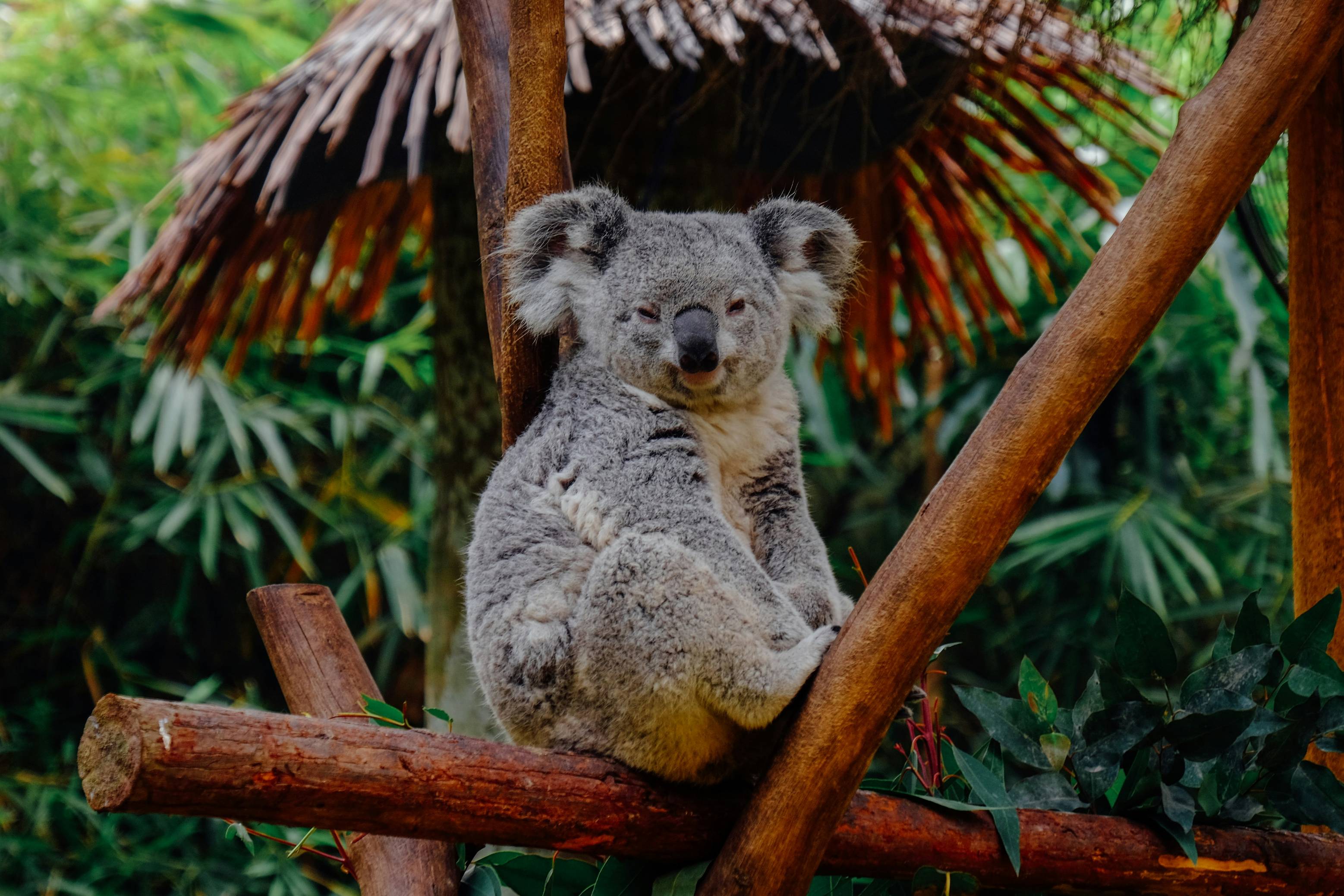brown animal on branch