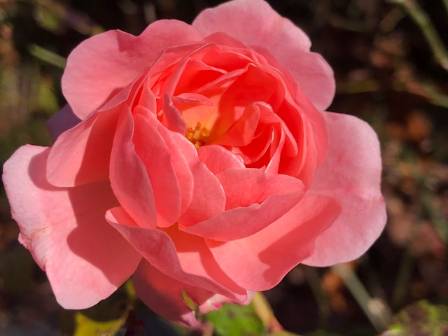 A Comprehensive Guide to the Many Varieties of Roses