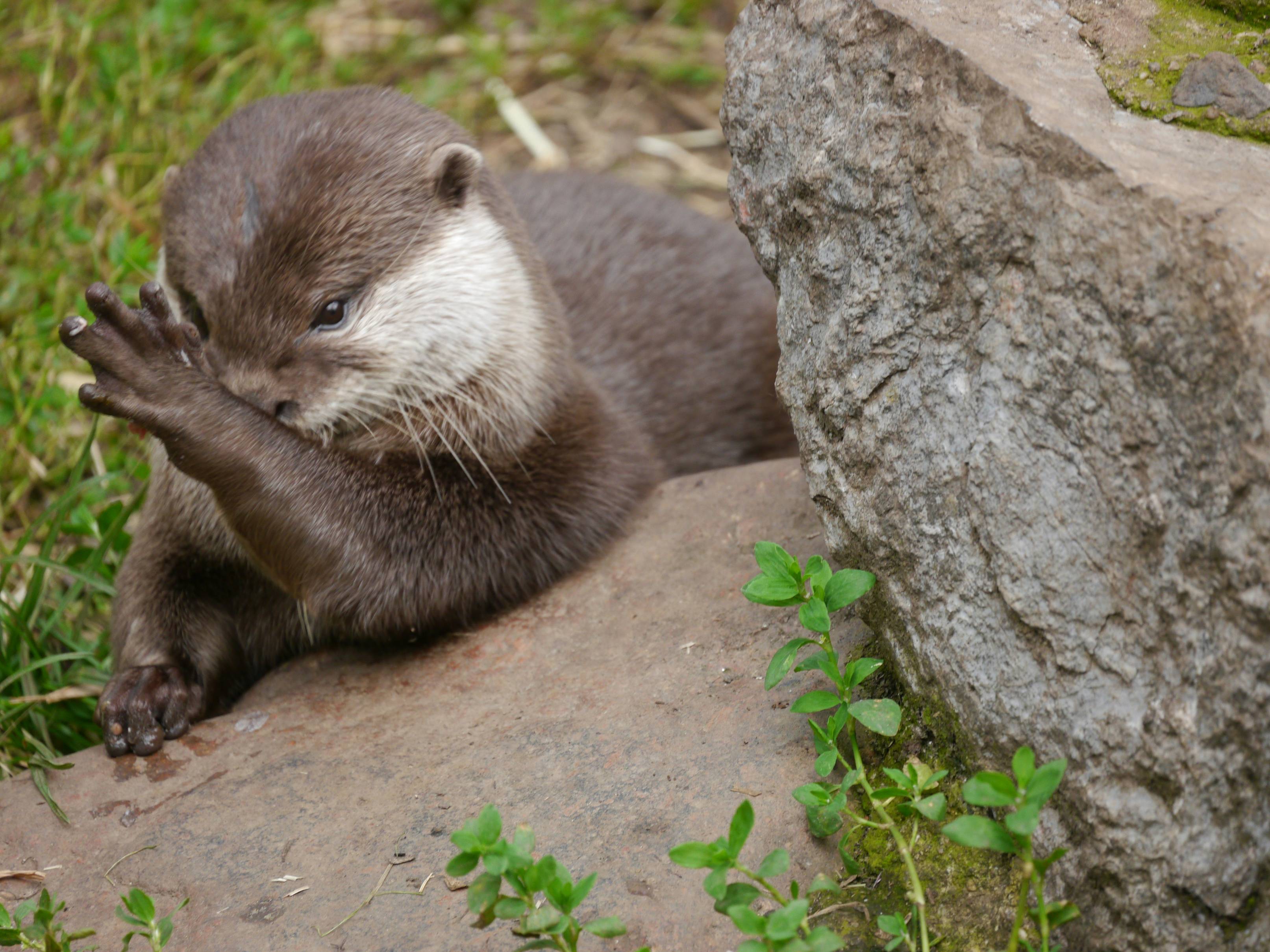 A small animal sitting on top of a rock