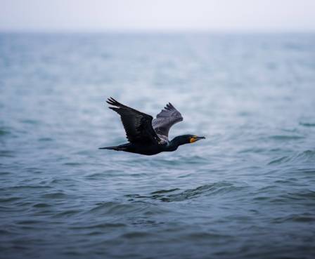 15 Types of Birds That Call the Beach Home