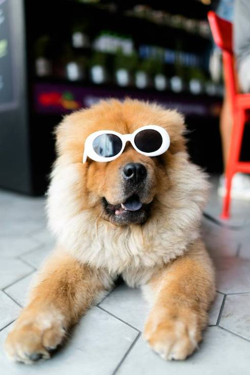 Can Dogs Wear Glasses? Understanding Canine Eyesight