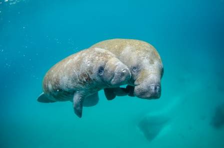 An In-Depth Look at the Florida Manatee and Its Global Relatives