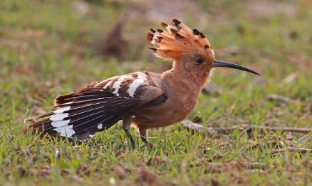 Fascinating Characteristics and Facts About the Hoopoe