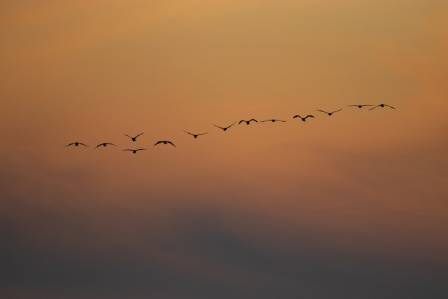 Dawn chorus(birds)