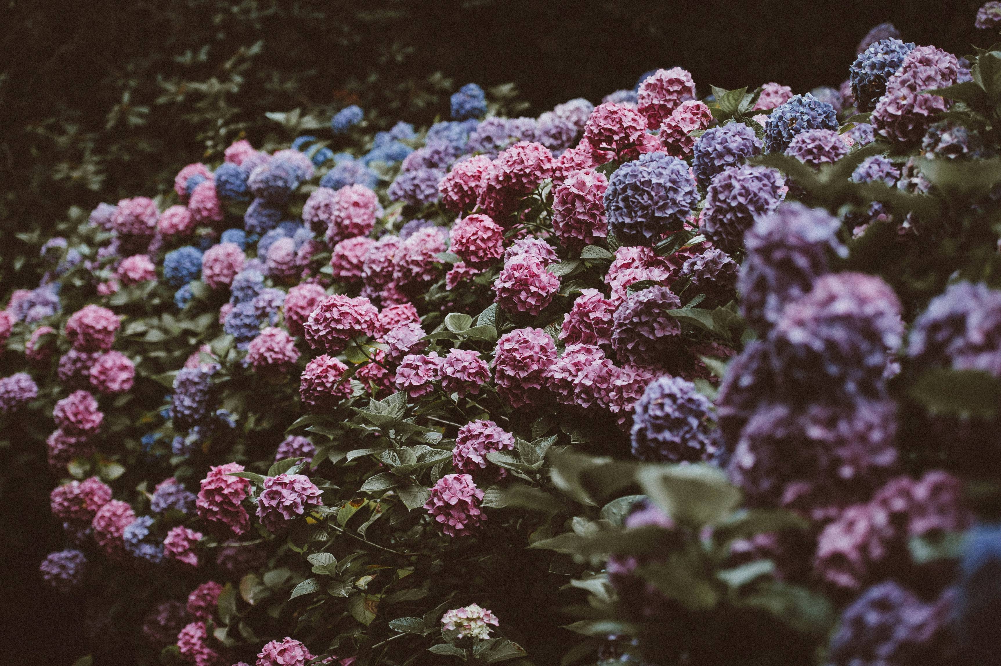tilt shift lens photo of purple and pink flowers