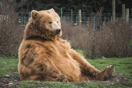 Observing Brown and Black Bears