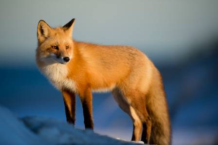 Celebrating Seven Stunning Fox Species Across the Globe